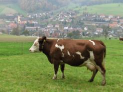 Bitte zum Vergrern und zur Dia-Show anklicken!