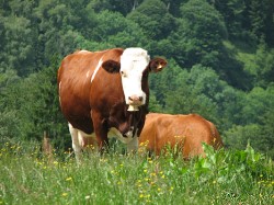 Bitte zum Vergrern und zur Dia-Show anklicken!