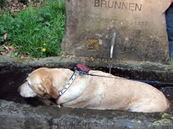 Bitte zum Vergrern und zur Dia-Show anklicken!