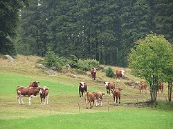 Bitte zum Vergrern und zur Dia-Show anklicken!